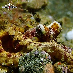 The Mototi octopus demonstrates its ingenuity as it skillfully attempts to grasp stones, showcasing the resourcefulness and problem-solving abilities of this intriguing cephalopod. 📷 Scuba diving in Dauin, Philippines with Critter Republic Dive Center . . . . . #ocean #octopus #dauin #philippines #underwatermacrophotography #macrodiving #underwatermacro #tinycritters #underwaterphotography #scuba #uwphotography #underwaterworld #scubadiving #travel #yourshotphotographer #uwpics #scubapics #uwph