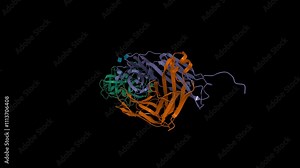Crystal structure of human prostate specific antigen (green) complexed with an activating antibody. Animated 3D cartoon and molecular surface models, PDB 2zch, black background