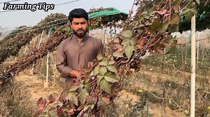 Raspberry farming in Pakistan || Raspberry fruit farm in Pakistan || Raspberry farming business | Farming Tips