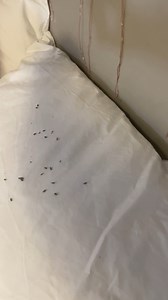 5.1K views · 49 reactions | She discovers mouse poop all over her bed! 藍藍 Dad warned her! | Steve Js Short Cuts | Facebook