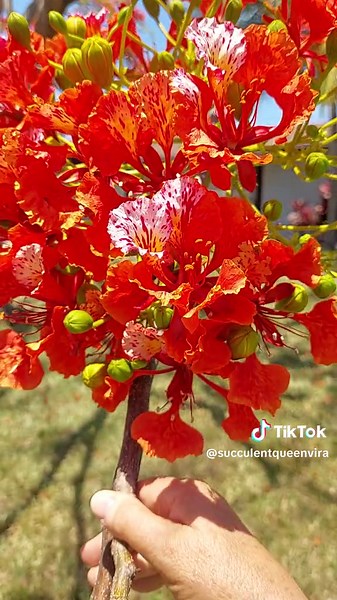 My neighbors Royal Poinciana Tree in bloom. Beautiful flowers!!#royalpoincianatree #tree #florida #exotic #succulentqueenvira.etsy.com