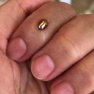 Golden Tortoise Beetle Disguises Self as Ladybug look for the color change video from reddit | II M O L e c U L E II