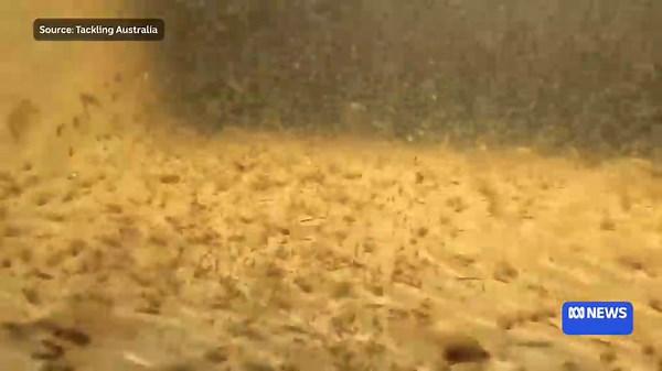 Breeding logs, river repair and restocking keys to endangered Mary River cod's survival