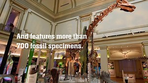 20 reactions · 11 shares | Tomorrow is the big day! The Smithsonian's National Museum of Natural History's renovated dinosaur and fossil hall 'Deep Time' will open its doors to the public featuring a #TyrannosaurusRex that was discovered on federal land managed by US Army Corps of Engineers, Omaha District! Learn more about the #DeepTime exhibit: https://go.usa.gov/xmFfU | Baltimore District, U.S. Army Corps of Engineers | Facebook