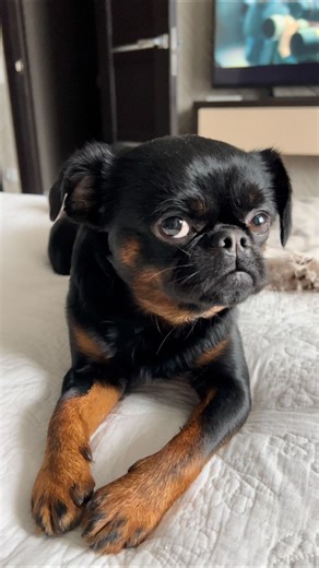 Hello October🤍 #griffon #grumpygriffons #griffonbruxellois #griffonbelge #griffonsarmy #griffonlovers #griffonlove #petitbrabancon #petitbrabançon #grumpydog #grumpyface #grumpysunshine #summermemories #meme #memesdaily #memeoftheday #funnydogs #cutedog #puppy #puppiesofinstagram #fallvibes #puppyoftheday #thedodo #bark #barkhappy #dogsofinstagram #doglover #dogmodel #puppymodel #octobermood | Charlie