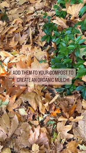 1.9K views | Gather those autumn leaves and add them to your compost bin to create a nutrient-rich compost that will nourish your garden all year long.  | Flower Power | Facebook