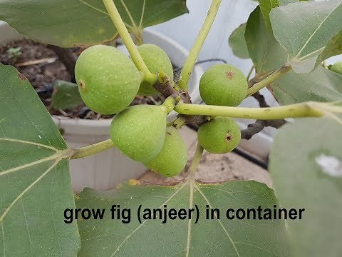 how to grow & care FIG (anjeer) plant in container on your terrace ?