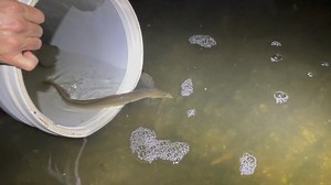 5.9K views · 48 reactions | Check out this American Eel swimming back to its preferred habitat during some night sampling earlier this week near the coast. It's pretty impressive how easily they can wriggle their bodies into the smallest crevices! #texasriversandstreams #americaneel #texasfish #nativefish | Texas Rivers & Streams - Texas Parks and Wildlife | Facebook