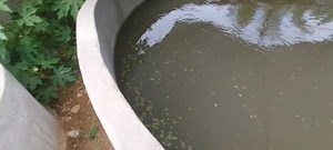 17K views · 707 reactions | Catfish Farming Philippines Raymeltv on Reels | Facebook