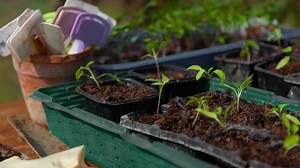 Пикировка перцев в 2026 году: благоприятные дни по лунному календарю