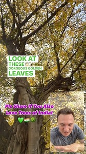 The Pilkhan Tree is the new star of the show for me. A worthy successor to the Semal trees flowering earlier in March. What do you think? Which trees do you look forward to the most in Spring? Do follow @indogenius for more insights into the gardens, nature, architecture and history. 🙏❤️🇮🇳🪷🌳🌿🌴🌱🙏 #gardeningindelhi #gardeningforwellbeing #indiangardening #travelindiadiaries #indiantrees #delhitrees #treestreestrees #treesofdelhi #treesofindia #treesofinstagram #lodhigarden follow us on in