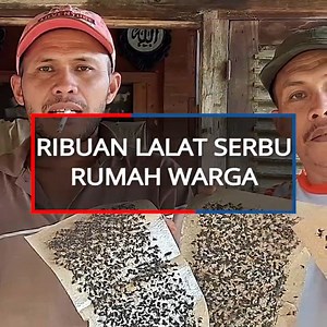 3.4K views | VIRAL Ribuan Lalat Serbu Rumah Warga Koto Tingga di Kab Solok Kami Berebut Makanan dengan Lalat | TribunWOW.com | Facebook