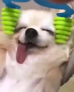 Animals, divine creatures 🖤 | Understanding Introverts