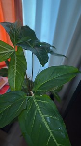 11 reactions | Syngonium podophyllum, commonly known as the Arrowhead...