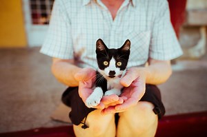 12 Fascinating Facts About Felines