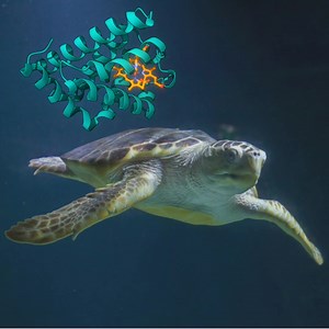 1.6K views · 28 reactions | On #WorldSeaTurtleDay , explore the myoglobin structure from loggerhead turtles(pdbe.org/1lhs)! Myoglobin stores oxygen in muscles, similar to hemoglobin in blood. Use PDBe advanced search with 'Sequence family' to find myoglobin structures from 36 different organisms at pdbe.org | Protein Data Bank in Europe (PDBe) | Facebook