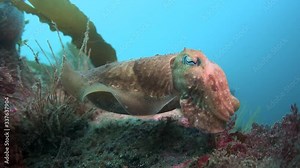 Common Cuttlefish hovering just above the sea bed. UK Underwater Footage. Stock Video