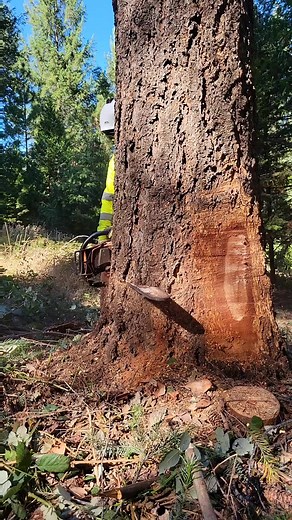 Professional Tree Felling Techniques in a Forest