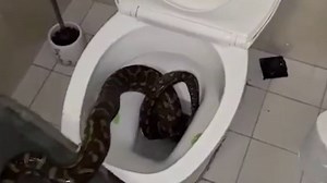 Python removed from toilet in house in Australia