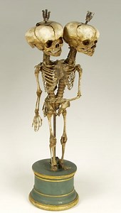 Virtual museum for 17th century anatomist