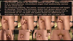 A Study of the Human Penis