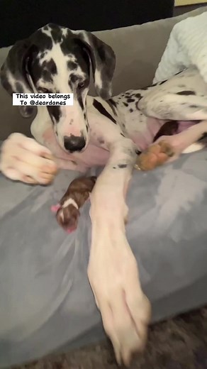 23K views · 537 reactions |  Seeing the heartwarming bond between...