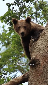 Hjælp med at sikre forældreløse bjørneunger en ny chance i livet? Som tak modtager du vores årskalender med søde dyrebilleder 🐻 Flere bjørneunger har mistet deres mødre. Deres mor nåede ikke at lære dem at klare sig selv. Uden deres mor, sulter de i den vilde natur. De kan ikke overleve uden vores hjælp. Kun med støtte fra godhjertede dyrevenner kan vi sikre, at de forældreløse bjørneunger får den mad, dyrlægehjælp og omsorg, som de behøver for at overleve. | World Animal Protection Danmark