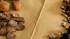 Acorus gramineus (Grassleaf Sweelflag Rhizome/Acorus Calamus/Shichangpu/石菖蒲/석창포) Dried Bulk Herbs 3Oz (88g)