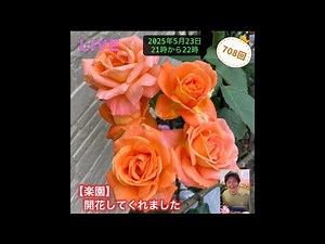 [楽園]綺麗に咲いてくれました