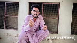 45 reactions · 11 shares | Aseel chicks Care | How To Use Colic Drops | Colic Drops For Aseel chicks By Saeed aseel Mianwali | Saeed aseel Mianwali | Facebook