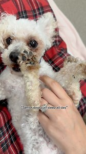At 17 years old, Loui still loves play time! Senior dogs can still have lots of life & love to give even in their golden years❤️ #OFSDS #OFSDSLoui #SeniorDogs #Dogs | Old Friends Senior Dog Sanctuary