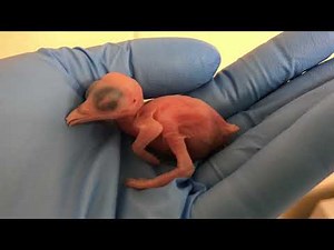 Extinct-in-the-Wild Bird Hatches at Smithsonian Conservation Biology Institute