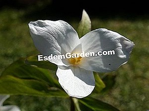 ホワイトトリリウム、トリリウムグランフロラム：栽培 🌿 すべてのガーデニングや庭のデザインについて - 2025