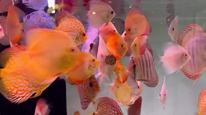 15K views · 2K reactions | Hot day calls for a hot breakfast, what’s hotter than freeze dried black worms  Our tanks are packed with fish and ready for a big weekend. See you all soon | The Great Amazon | Facebook