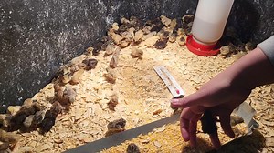 2.2K views · 49 reactions | Yesterday lots of Button Quail hatched...