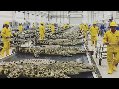 Massive Crocodile Farming For Skin & Meat - How Millions of Crocodiles Are Processed