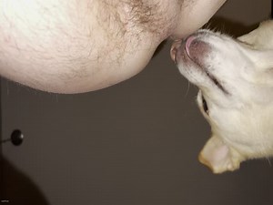 Teaching my dog to eat my poop