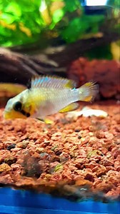 11 reactions |  Apistogramma panduro  Se lo encuentra...