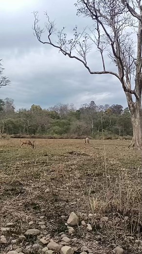 22 reactions | Bijrani Zone Jungle Safari | Jim Corbett Wildlife & Nature View | Facebook