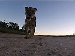Incredible footage of a lion getting up close with a GoPro