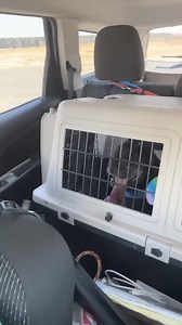 2.6K views | Tiny Paws Pug Rescue on Reels | Facebook