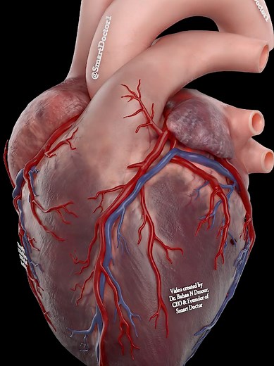 @Dr. Bahaa Dmour One Beat, Two Circuits 🫀 ────────── 💓 Your heart beats about 100,000 times a day—and most people never realize that the heart muscle itself gets its blood supply mainly during relaxation (diastole), not during the squeeze. 🫀 Quick facts you’ll remember: • Atria and ventricles are electrically insulated—normally, only the AV node connects them. ⚡️ • Heart cells are loaded with mitochondria because the heart depends on oxygen 24/7. 🔋 • Valves have minimal direct blood supply,