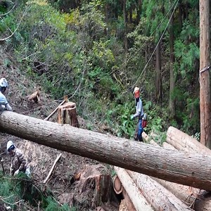 2.4K views · 19 reactions | Forestry Timber Harvesting | Dungannon Thomas Clarkes | Facebook