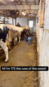 Cow of the week!! Meet 173 a brown Swiss just starting her second lactation! She had beef cross bull calf and she’s doing a great job of milking! #meettheladies #cows #milk | Brinna Ehlers
