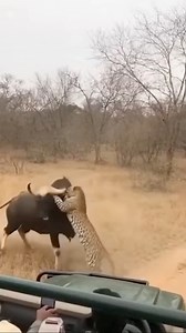 1.3M views · 8K reactions | When a leopard attacks a cow, the cow fights back fiercely with its horns. Each time the leopard tries to attack, the cow knocks it down and forces it to retreat.  #CowVsLeopard #AnimalDefense #WildlifeDrama #FarmLife | Wild Nature USA | Facebook