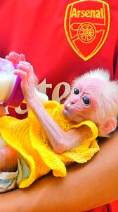 112K views · 1.8K reactions | Baby Monkey Lucy’s Emotional Rescue Story Is Full of Sadness and Hope Together   #BabyMonkeyLucy | Monkey TV168 | Facebook