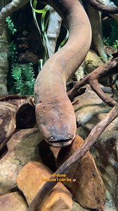 383K views · 13K reactions | There are a lot of Christmas trees around town, but this one will shock you (not literally)⚡️ Our Electric Eel is actually the star of this light show! Whenever our eel discharges electricity, underwater sensors send that signal to a system that triggers sounds and festive flashes on the Christmas tree.  #tennesseeaquarium #chattanooga #electriceel #aquarium #holidayseason | Tennessee Aquarium | Facebook