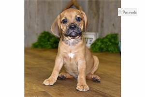 Puggle for Sale | Puppies | Pawrade.com