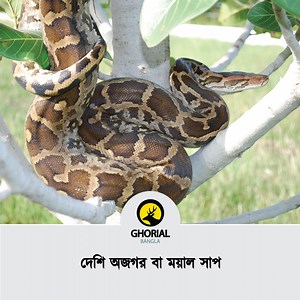 Indian python / Python molurus The Indian python is a large python species native to tropical and subtropical regions of the Indian subcontinent and Southeast Asia. It is also known by the common names black-tailed python, Indian rock python, and Asian rock python. | Ghorial Bangla
