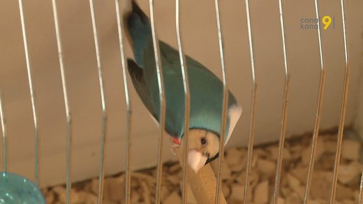 10K views · 67 reactions | 900 oiseaux exotiques sont actuellement présents à Martigny. De toutes les tailles, de toutes les formes et toutes les couleurs, les oiseaux sont à voir dès vendredi soir et jusqu’à dimanche | Canal9 | Facebook